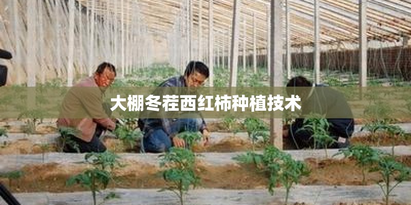 大棚冬茬西红柿种植技术