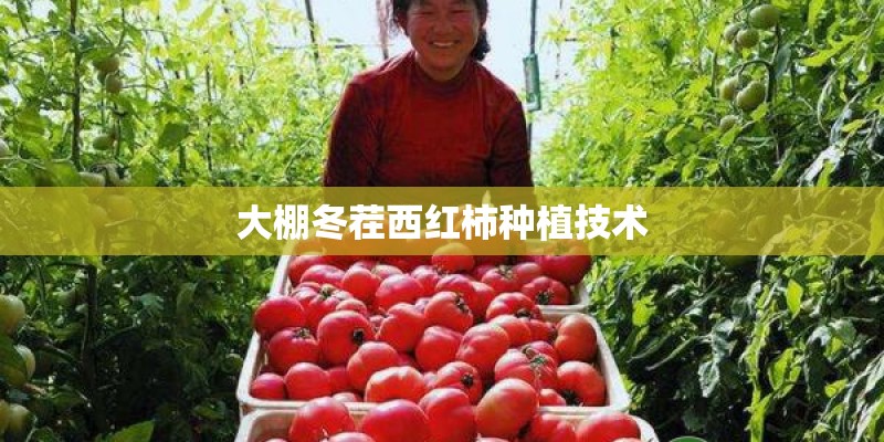大棚冬茬西红柿种植技术