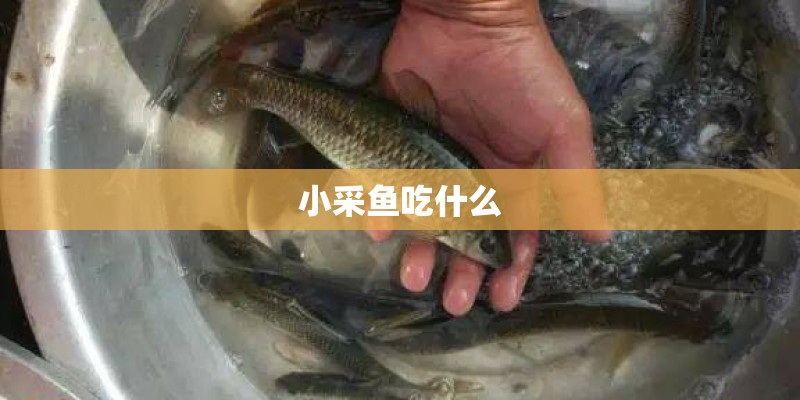 小采鱼吃什么