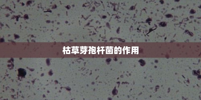 枯草芽孢杆菌的作用