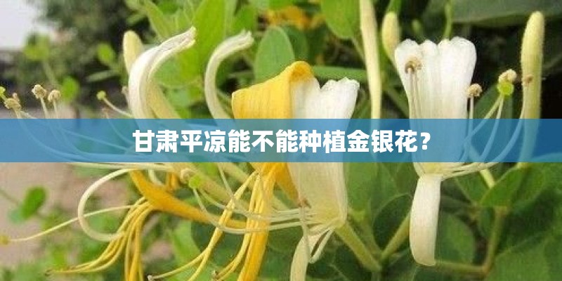 甘肃平凉能不能种植金银花？