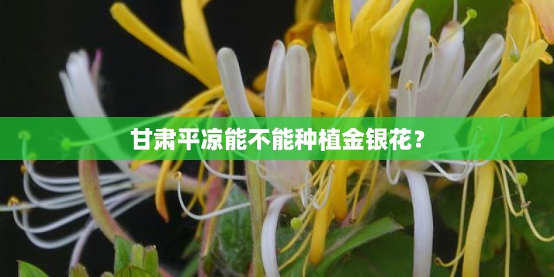 甘肃平凉能不能种植金银花？