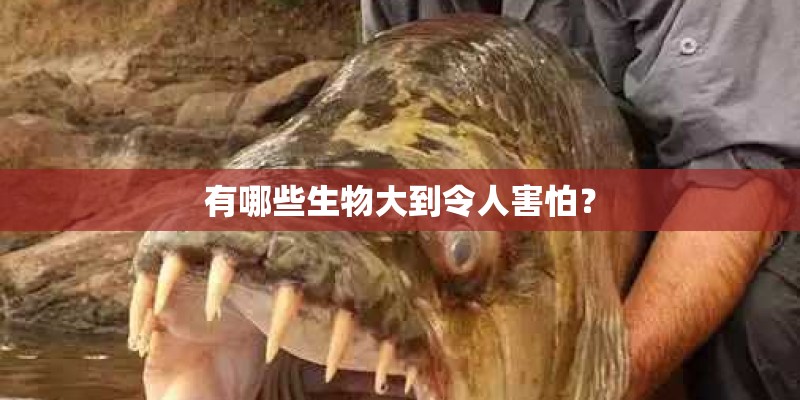 有哪些生物大到令人害怕？