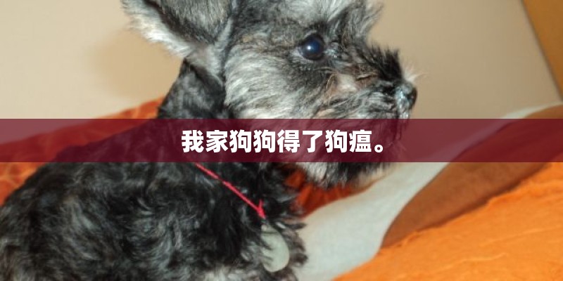 我家狗狗得了狗瘟。
