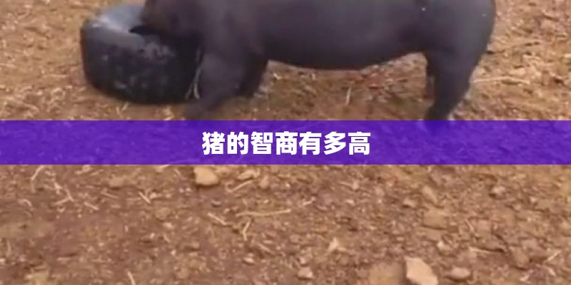 猪的智商有多高