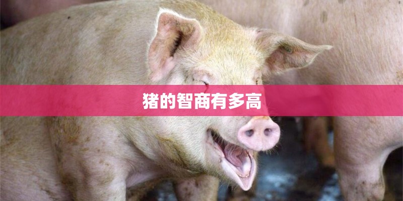 猪的智商有多高