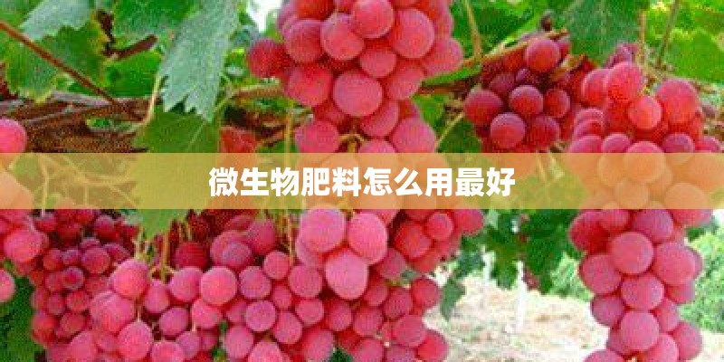 微生物肥料怎么用最好