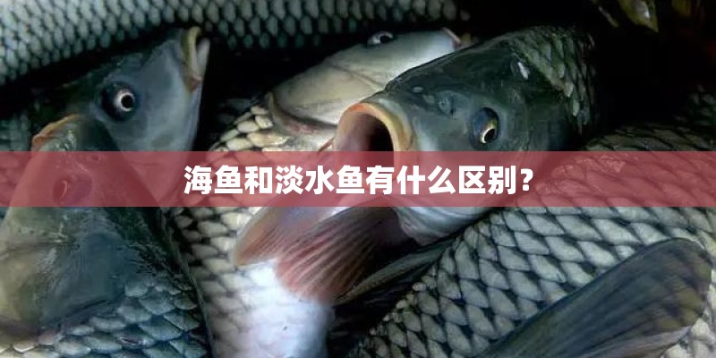 海鱼和淡水鱼有什么区别？