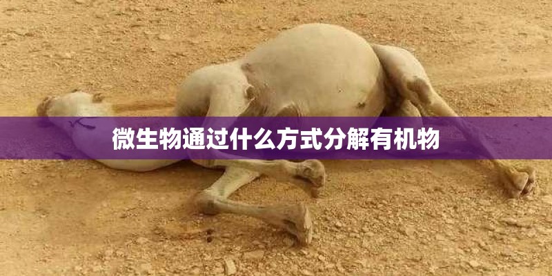 微生物通过什么方式分解有机物