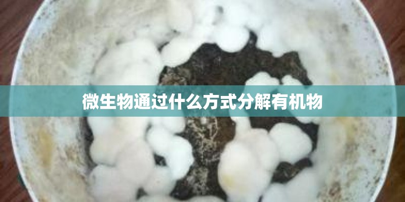 微生物通过什么方式分解有机物