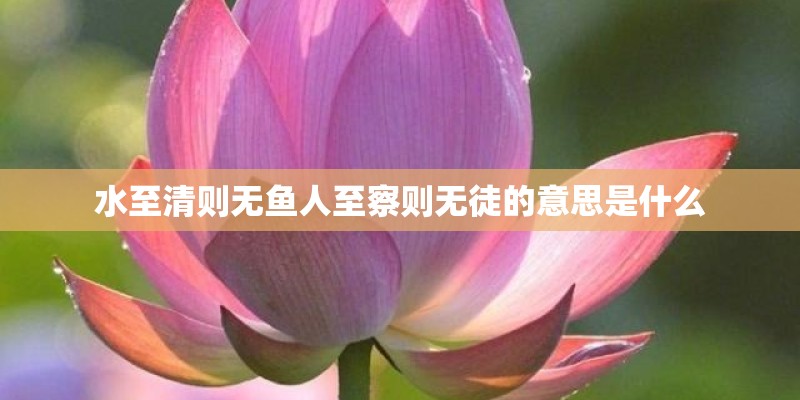 水至清则无鱼人至察则无徒的意思是什么