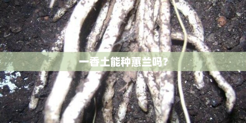 一香土能种蕙兰吗？