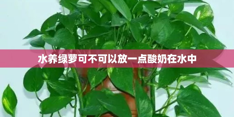 水养绿萝可不可以放一点酸奶在水中