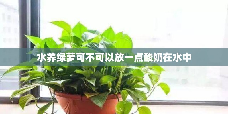 水养绿萝可不可以放一点酸奶在水中