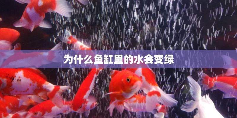 为什么鱼缸里的水会变绿