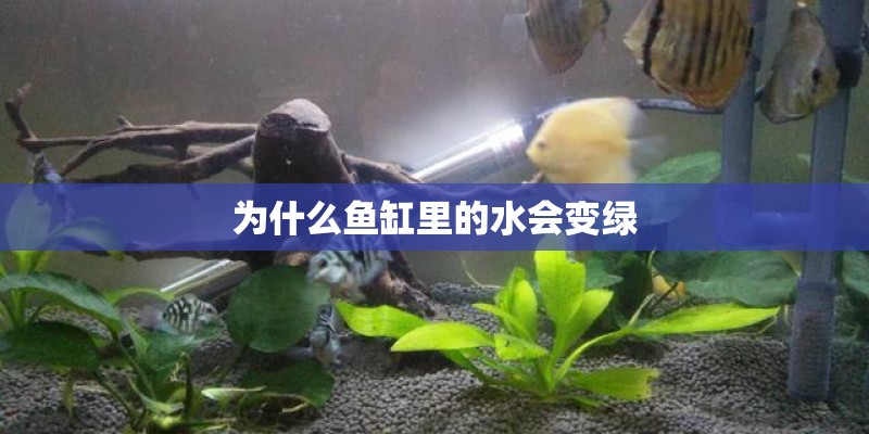 为什么鱼缸里的水会变绿