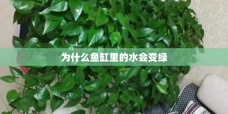 为什么鱼缸里的水会变绿