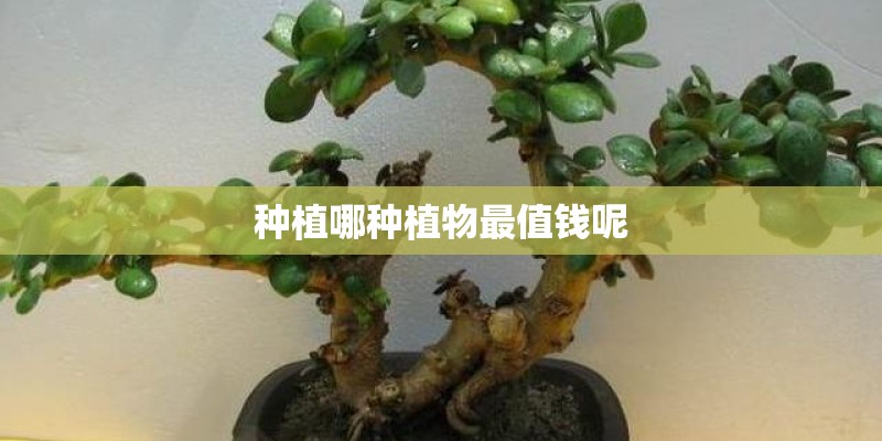 种植哪种植物最值钱呢