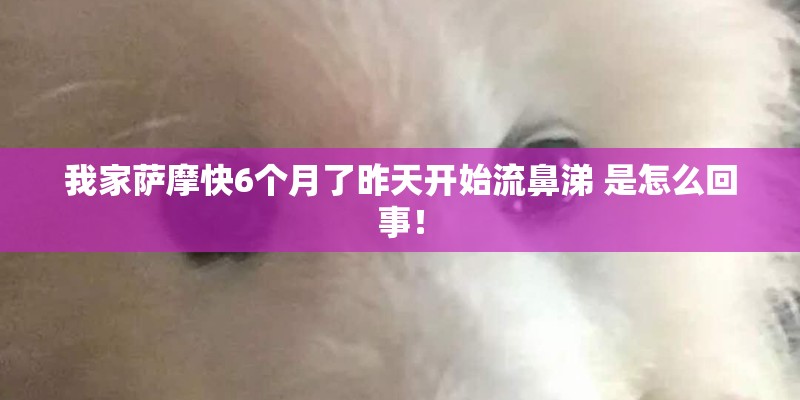 我家萨摩快6个月了昨天开始流鼻涕 是怎么回事！