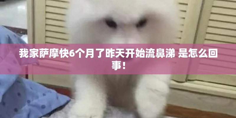 我家萨摩快6个月了昨天开始流鼻涕 是怎么回事！