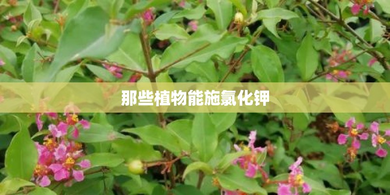 那些植物能施氯化钾
