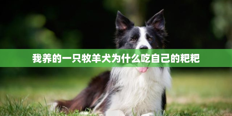 我养的一只牧羊犬为什么吃自己的粑粑