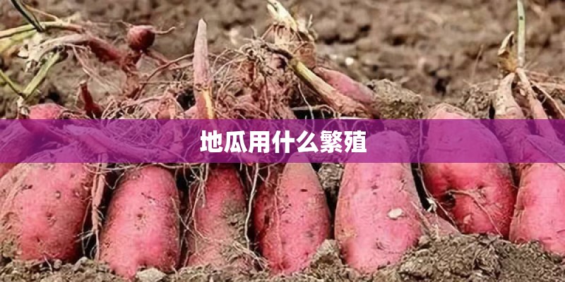 地瓜用什么繁殖