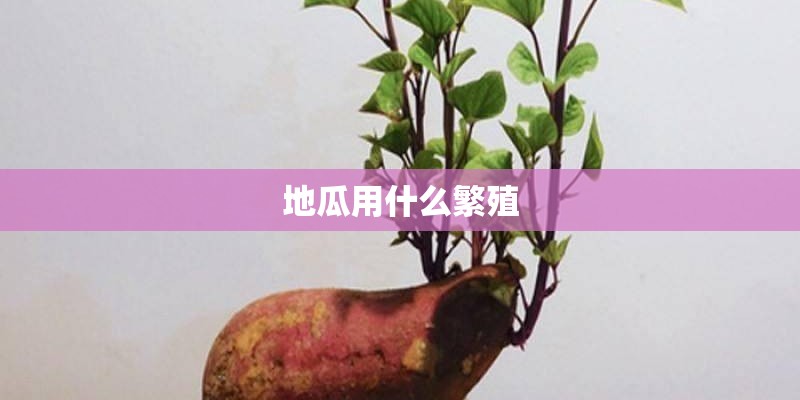 地瓜用什么繁殖