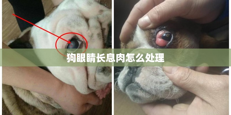狗眼睛长息肉怎么处理