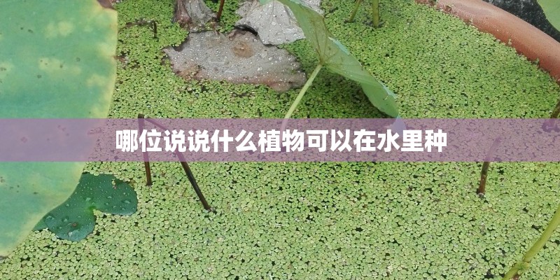 哪位说说什么植物可以在水里种