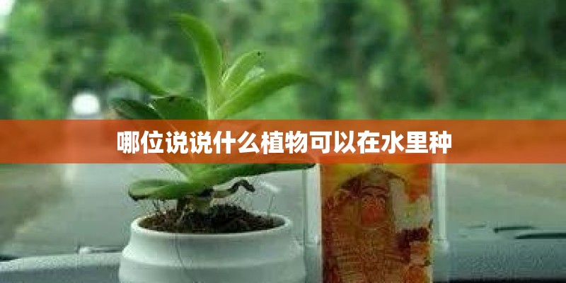 哪位说说什么植物可以在水里种