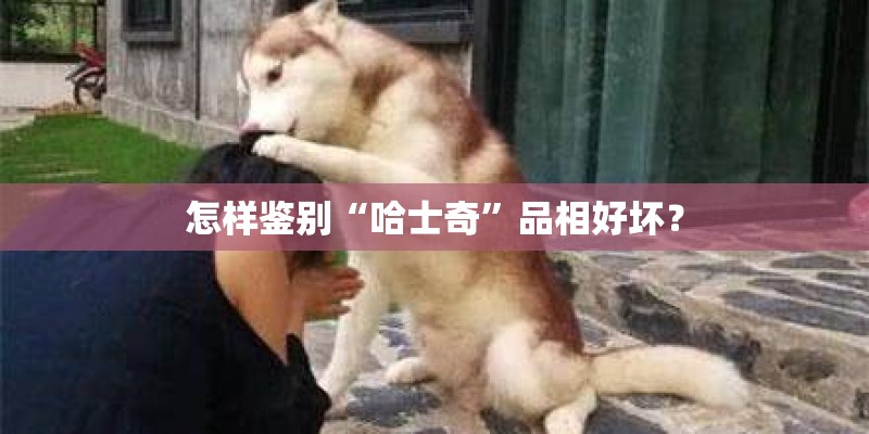 怎样鉴别“哈士奇”品相好坏？