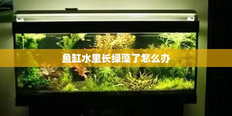 鱼缸水里长绿藻了怎么办