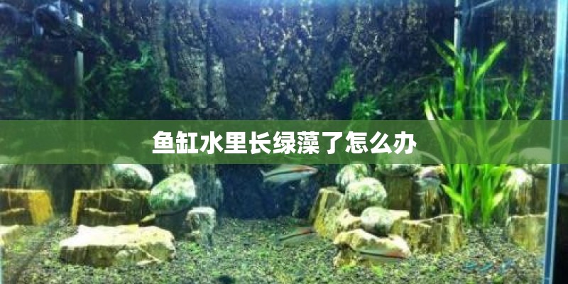 鱼缸水里长绿藻了怎么办
