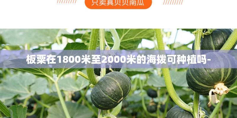 板粟在1800米至2000米的海拨可种植吗-