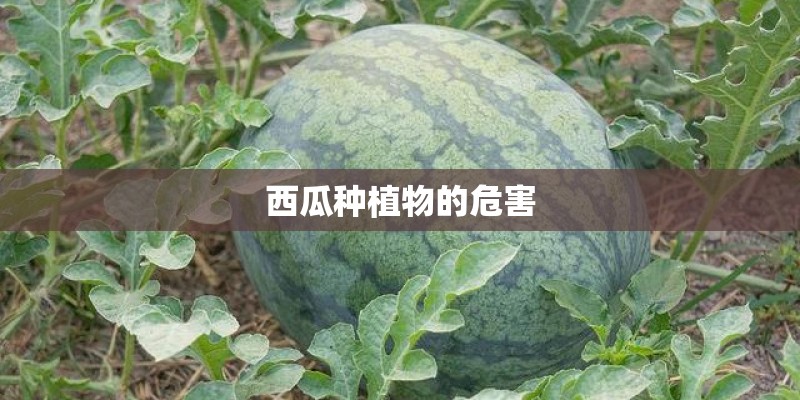 西瓜种植物的危害