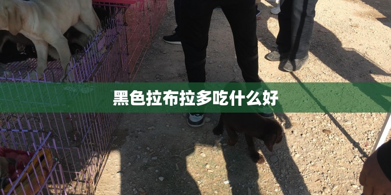 黑色拉布拉多吃什么好