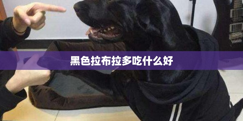 黑色拉布拉多吃什么好