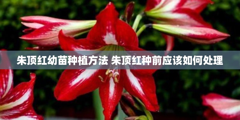 朱顶红幼苗种植方法 朱顶红种前应该如何处理