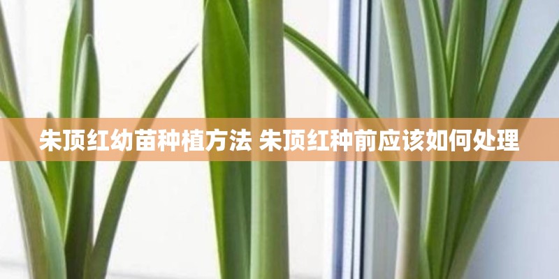朱顶红幼苗种植方法 朱顶红种前应该如何处理