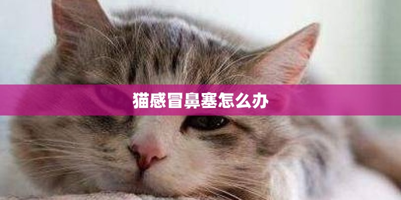 猫感冒鼻塞怎么办