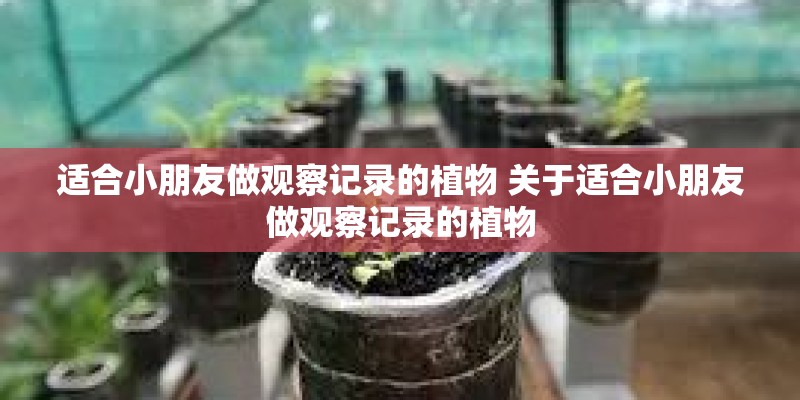 适合小朋友做观察记录的植物 关于适合小朋友做观察记录的植物