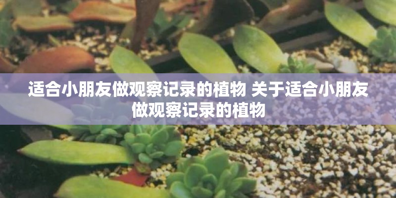 适合小朋友做观察记录的植物 关于适合小朋友做观察记录的植物