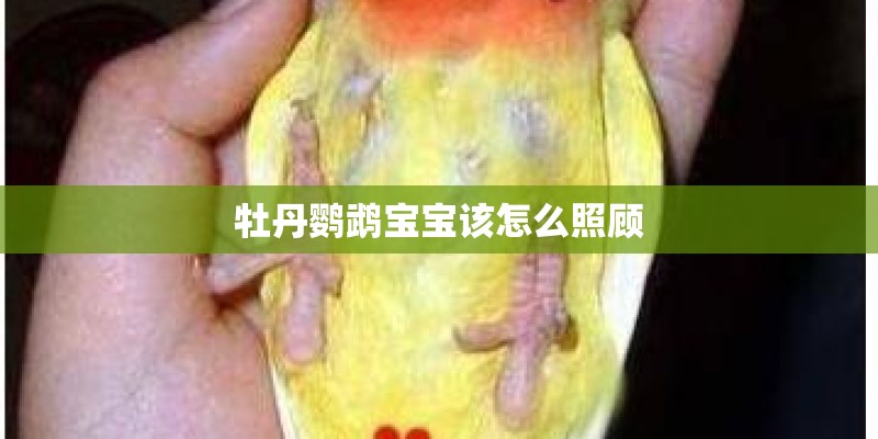 牡丹鹦鹉宝宝该怎么照顾
