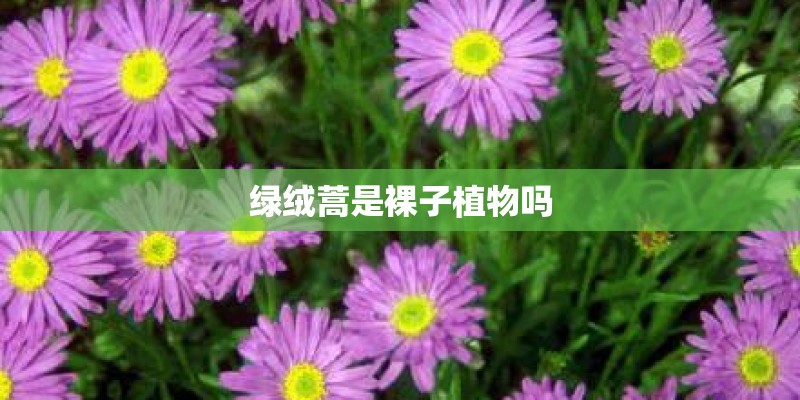 绿绒蒿是裸子植物吗