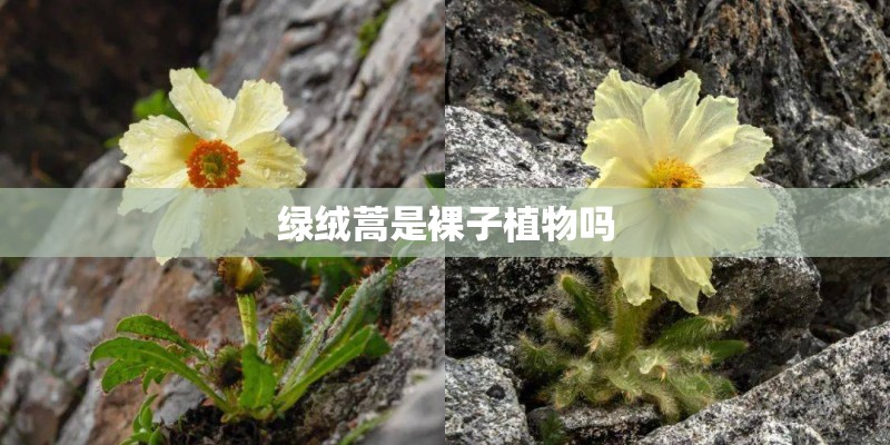 绿绒蒿是裸子植物吗