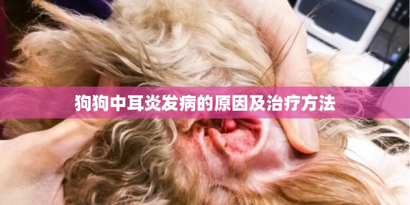 狗狗中耳炎发病的原因及治疗方法