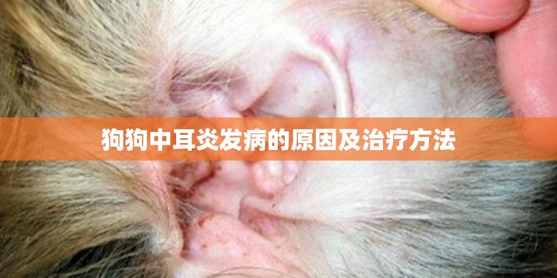 狗狗中耳炎发病的原因及治疗方法