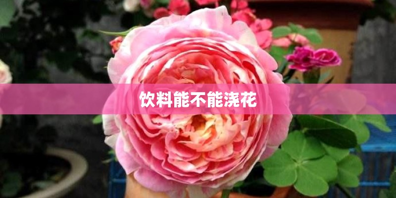 饮料能不能浇花