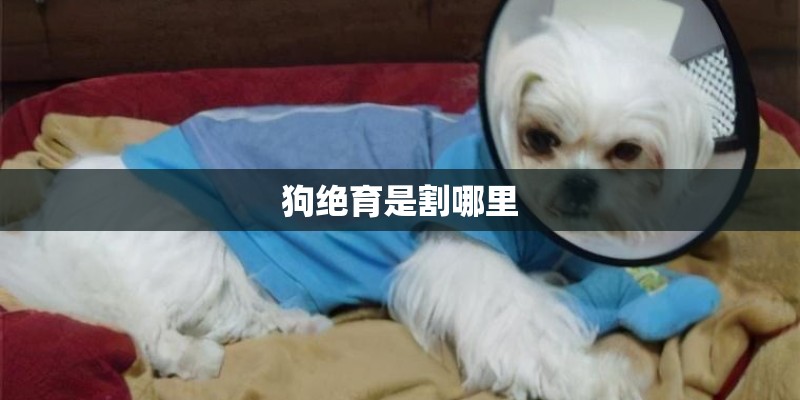 狗绝育是割哪里